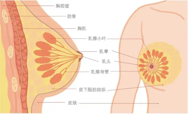 女人胸部摸起来应该是什么手感