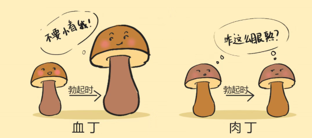 血丁丁和肉丁丁,到底哪个更强