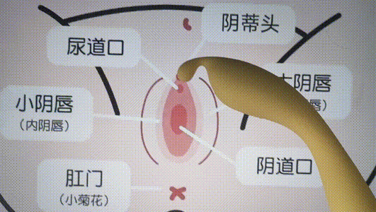 我的豆豆在哪里?怎么揉豆豆