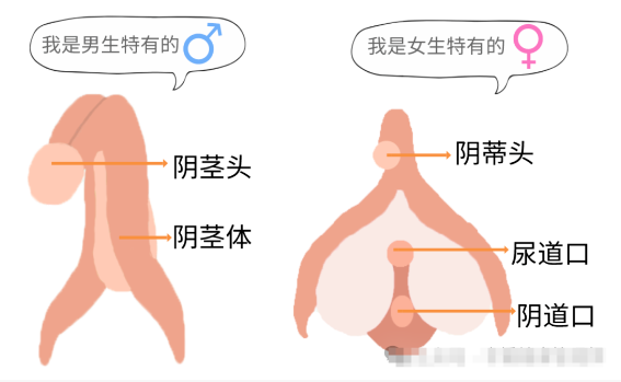 男生排尿射精共用通道，女生却各司其职