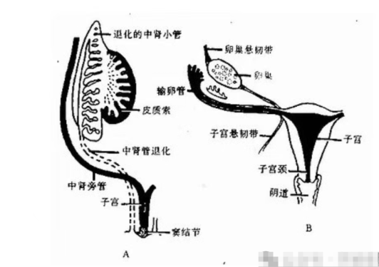 男生排尿射精共用通道，女生却各司其职