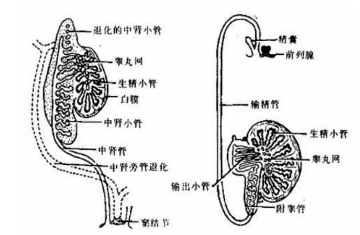 男生排尿射精共用通道，女生却各司其职